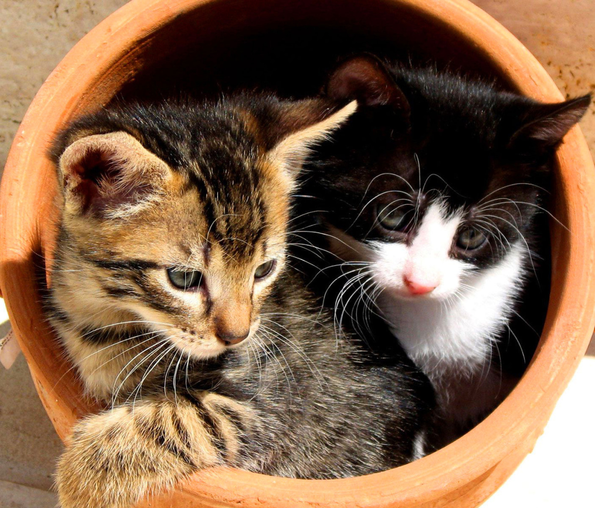 Обои Two Cat Friends 1200x1024