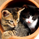 Das Two Cat Friends Wallpaper 128x128