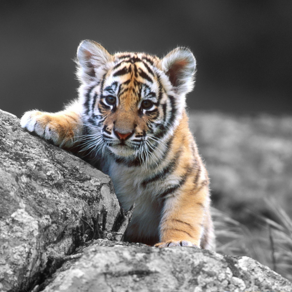 Обои Tigers Cub 1024x1024