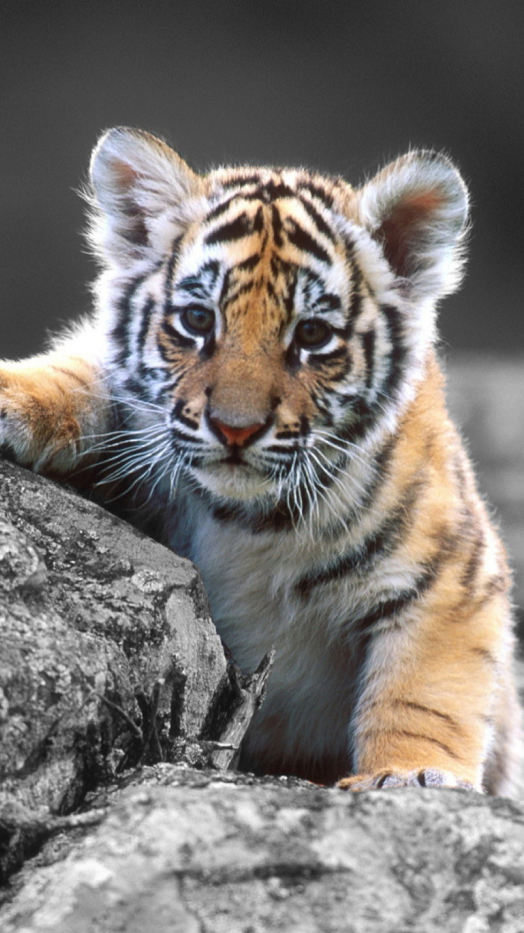 Обои Tigers Cub 1080x1920