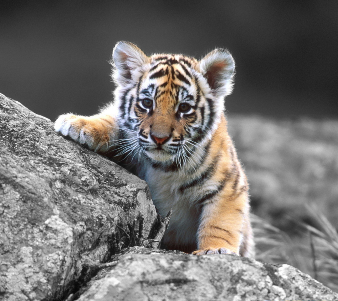 Sfondi Tigers Cub 1080x960
