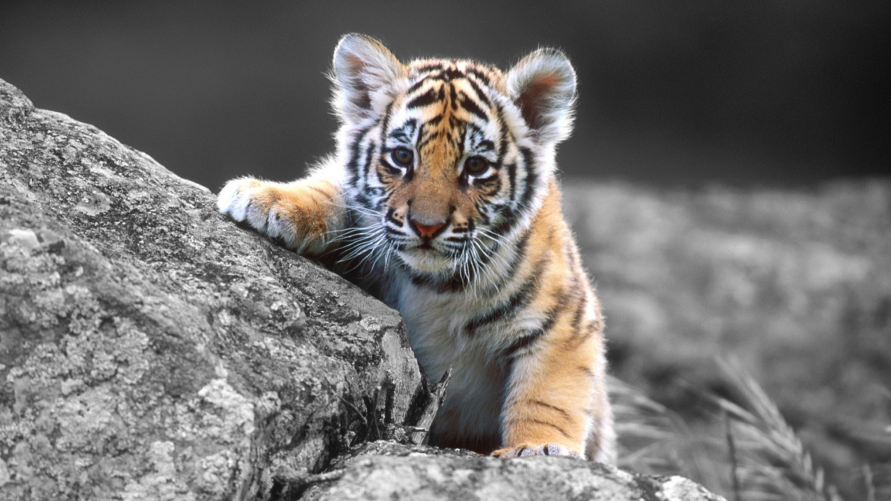 Screenshot №1 pro téma Tigers Cub 1280x720