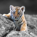 Sfondi Tigers Cub 128x128
