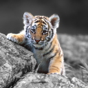 Screenshot №1 pro téma Tigers Cub 128x128