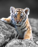 Fondo de pantalla Tigers Cub 128x160