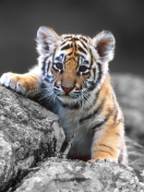 Das Tigers Cub Wallpaper 132x176