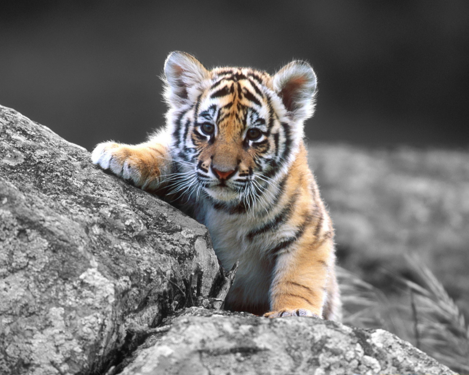 Screenshot №1 pro téma Tigers Cub 1600x1280