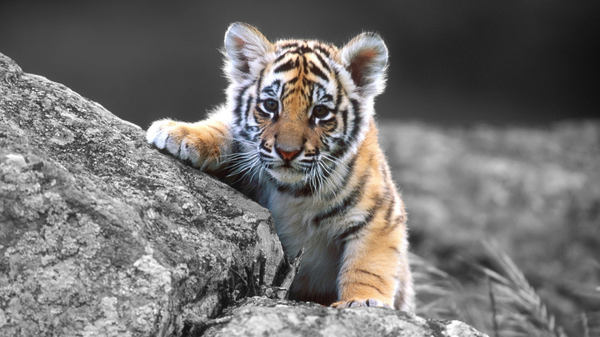 Fondo de pantalla Tigers Cub 1920x1080