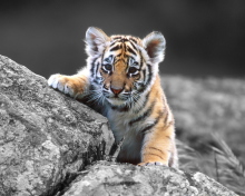Обои Tigers Cub 220x176