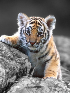 Fondo de pantalla Tigers Cub 240x320