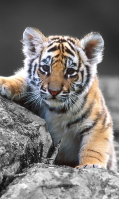 Fondo de pantalla Tigers Cub 240x400