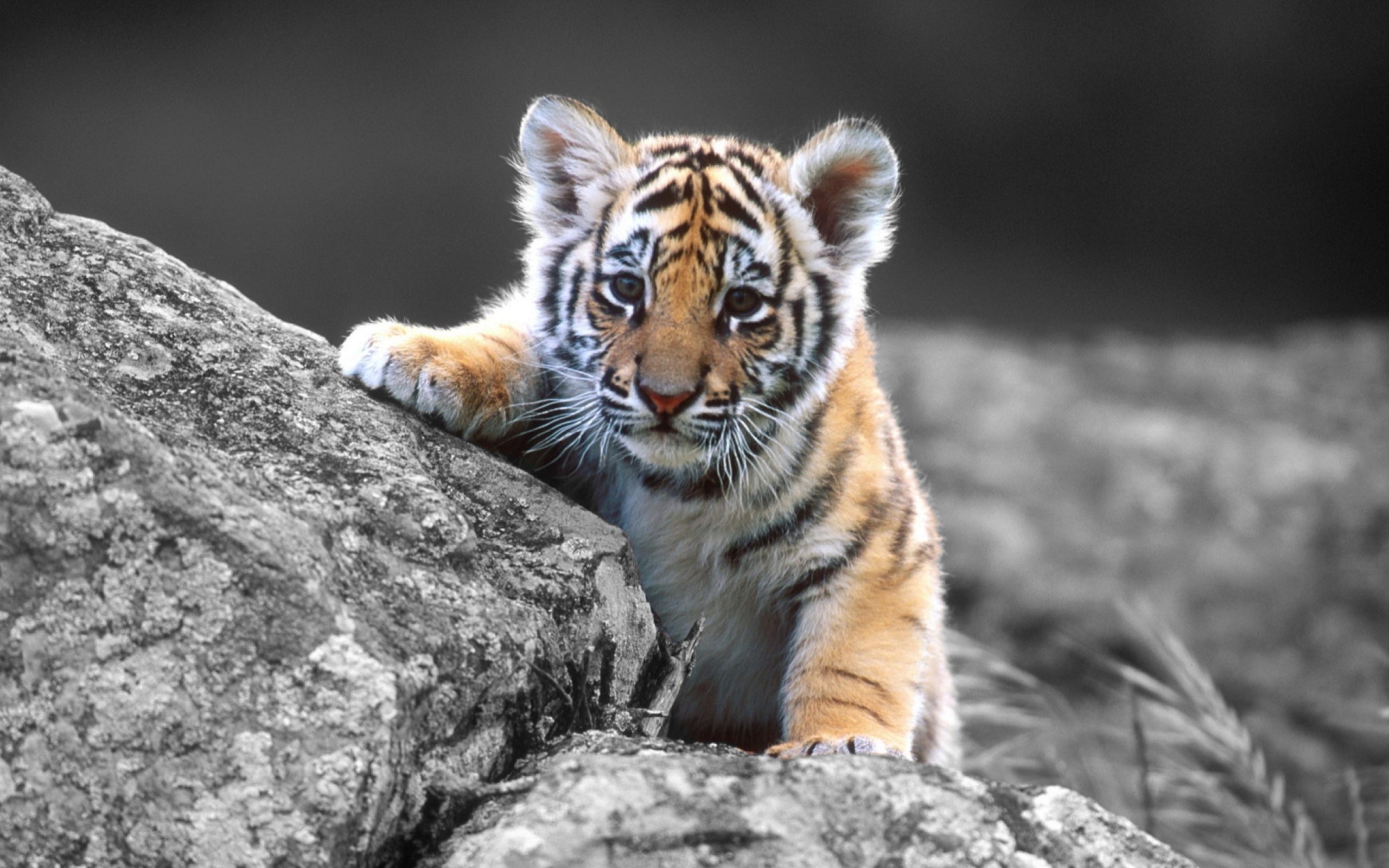 Обои Tigers Cub 2560x1600