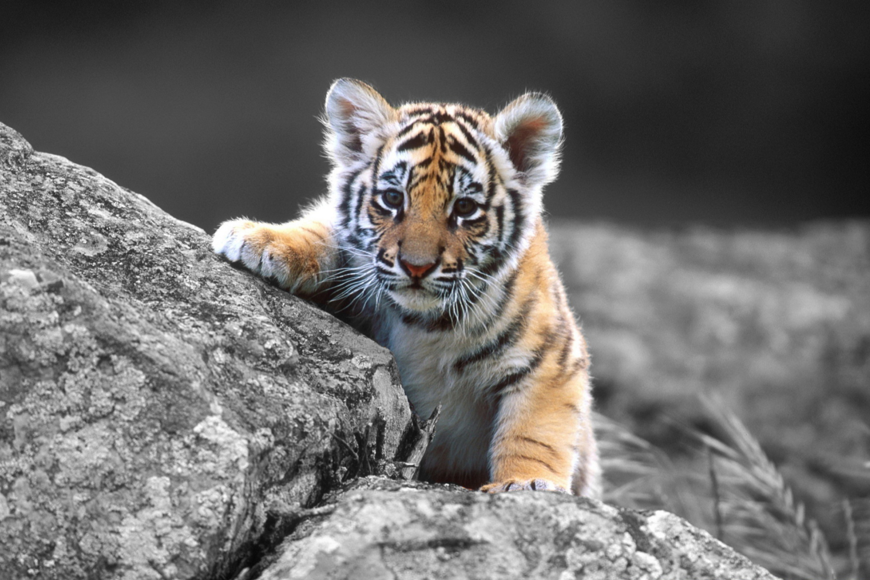 Sfondi Tigers Cub 2880x1920