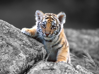 Sfondi Tigers Cub 320x240