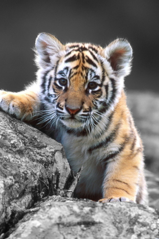 Das Tigers Cub Wallpaper 320x480