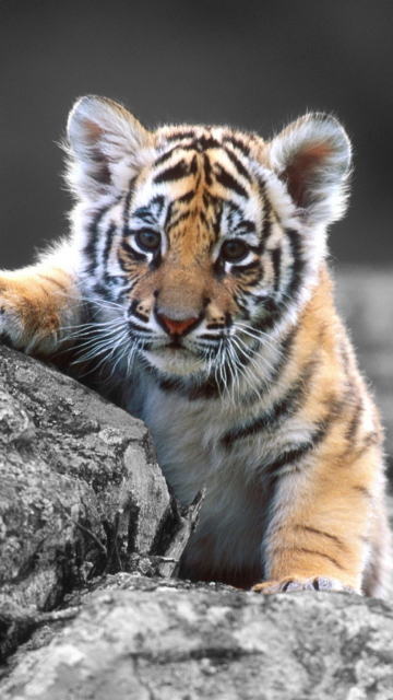 Обои Tigers Cub 360x640
