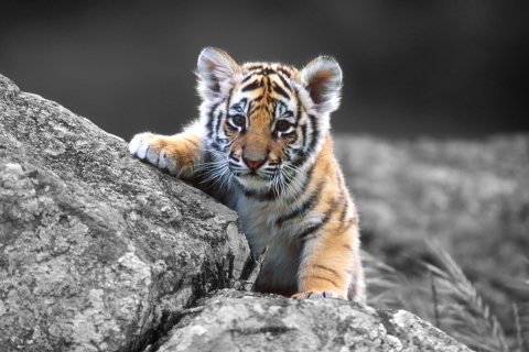 Screenshot №1 pro téma Tigers Cub 480x320