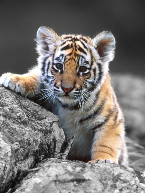 Das Tigers Cub Wallpaper 480x640