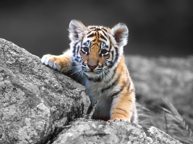 Обои Tigers Cub 640x480