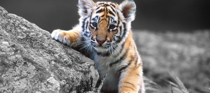 Tigers Cub wallpaper 720x320