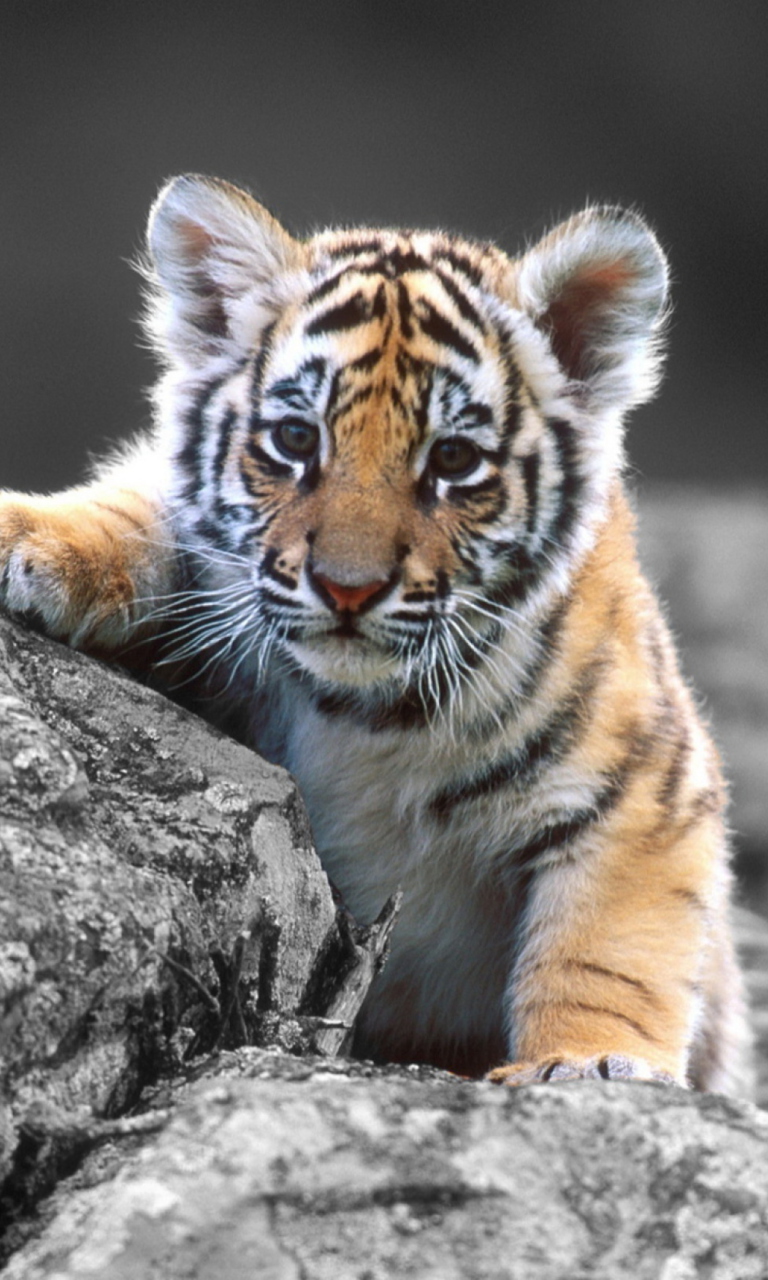 Das Tigers Cub Wallpaper 768x1280