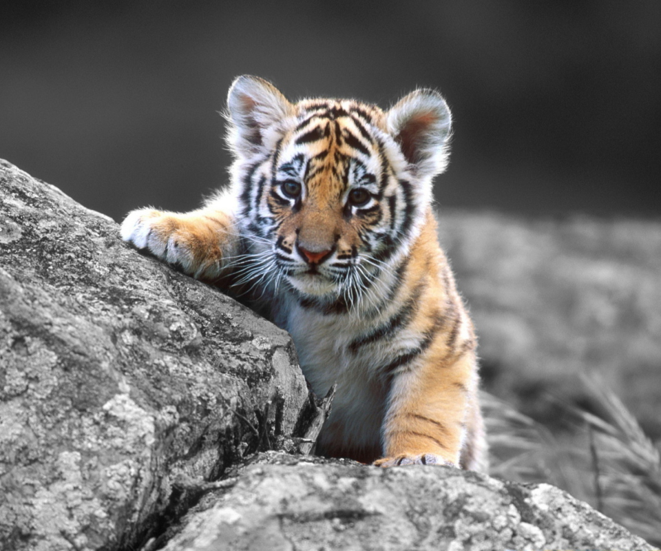 Das Tigers Cub Wallpaper 960x800