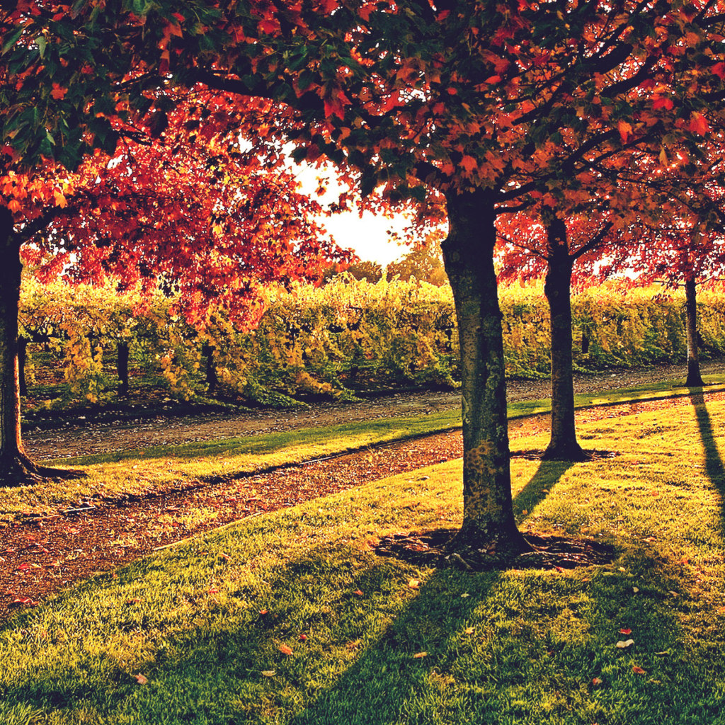 Vineyard In Autumn wallpaper 1024x1024