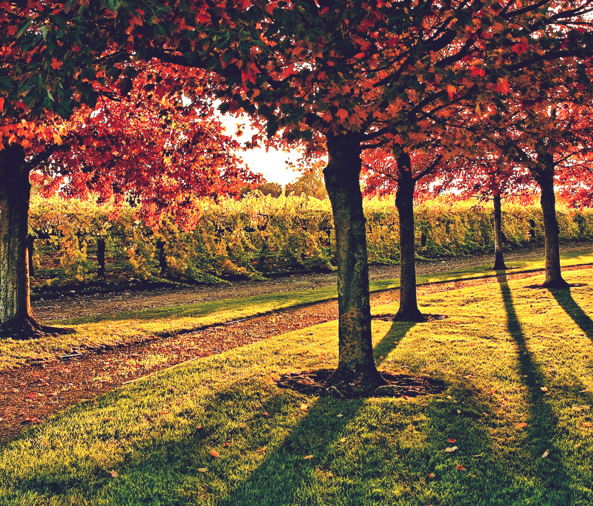 Sfondi Vineyard In Autumn 1200x1024