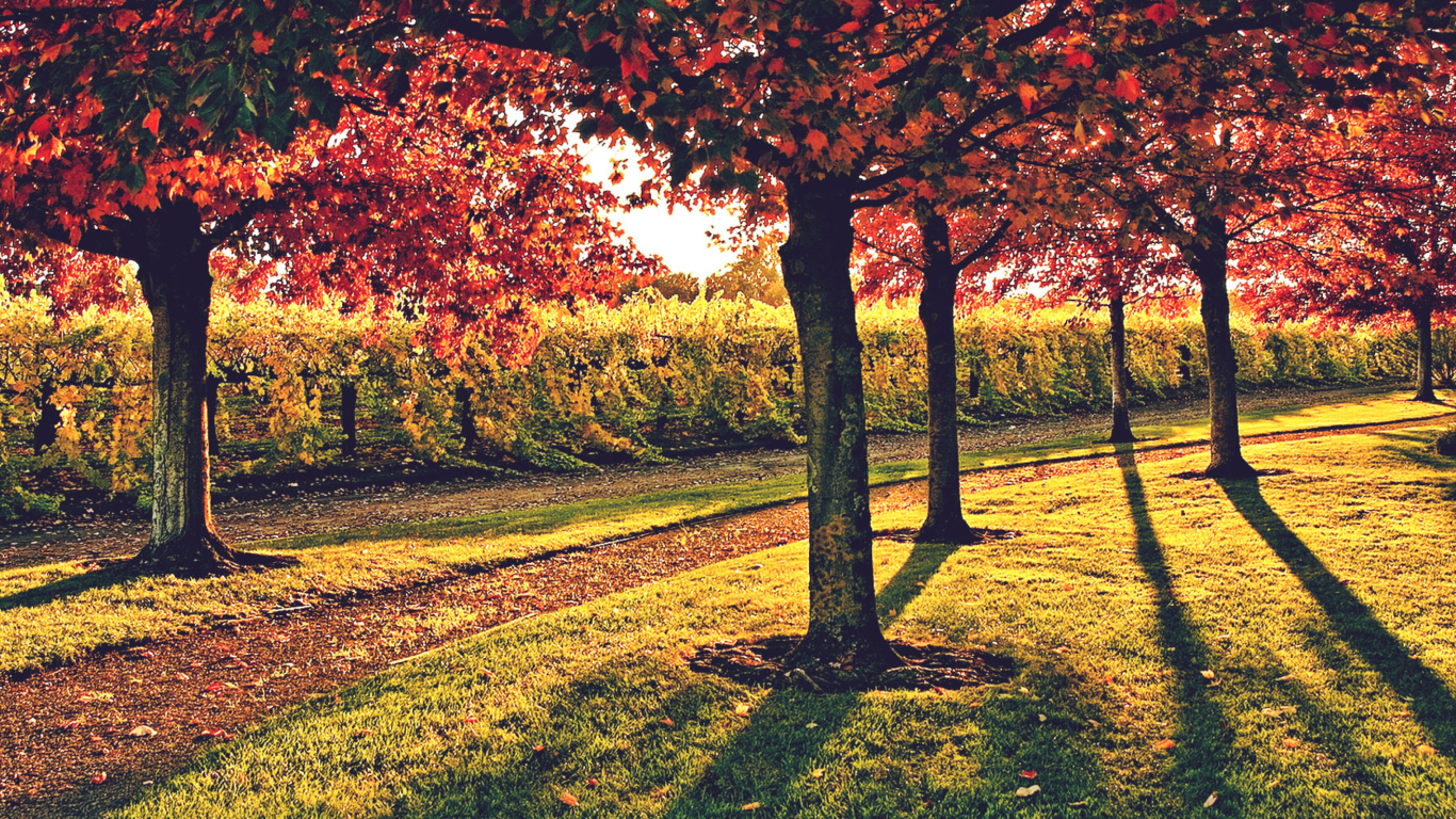 Vineyard In Autumn screenshot #1 1366x768
