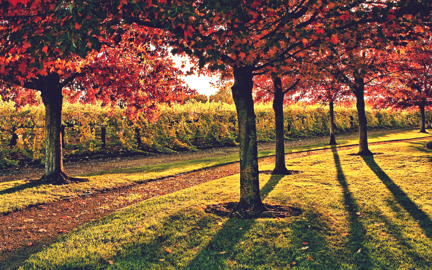 Screenshot №1 pro téma Vineyard In Autumn 1440x900
