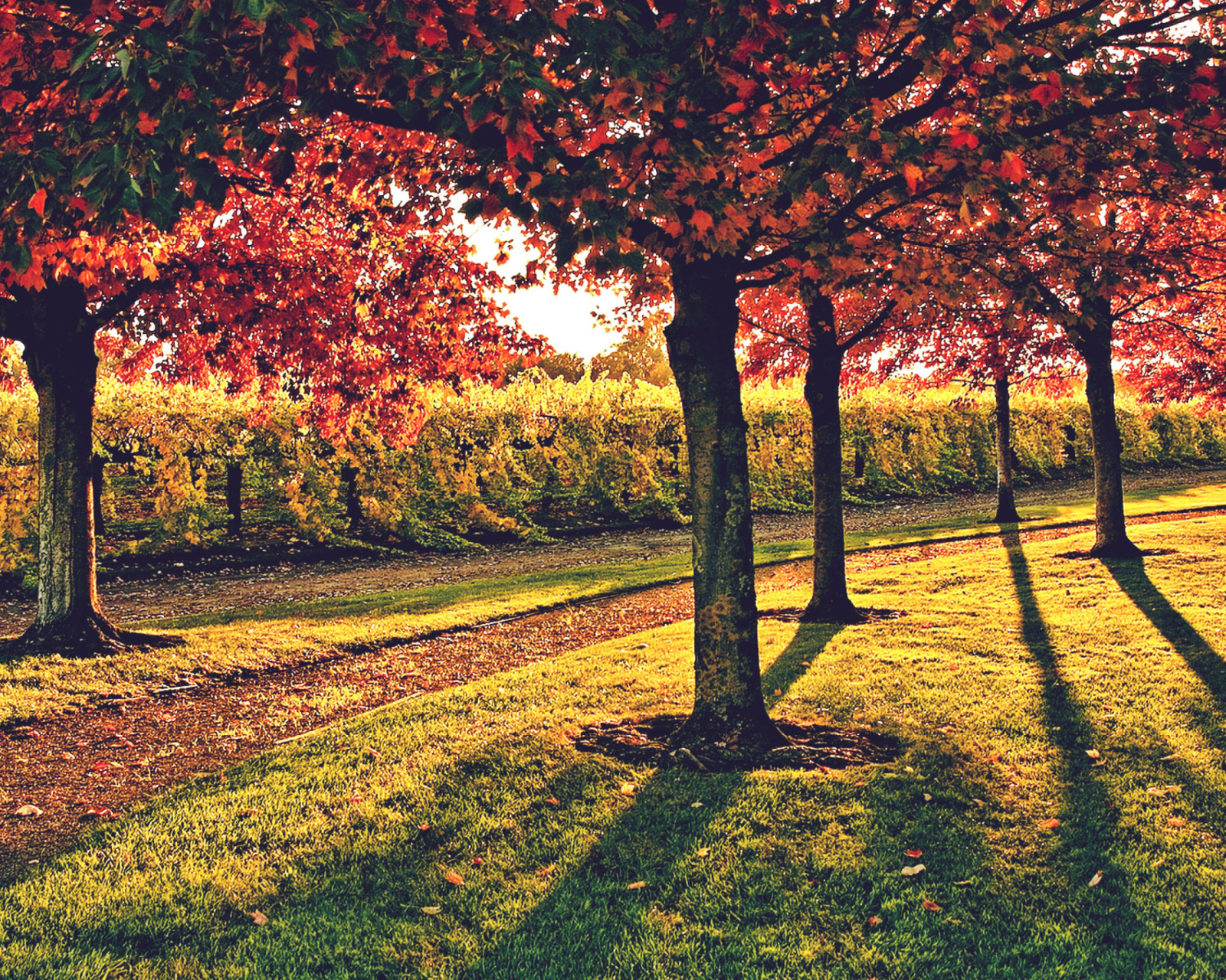 Das Vineyard In Autumn Wallpaper 1600x1280