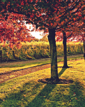 Vineyard In Autumn wallpaper 176x220