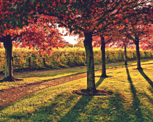 Vineyard In Autumn wallpaper 220x176