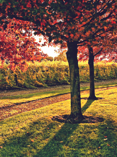 Vineyard In Autumn screenshot #1 240x320