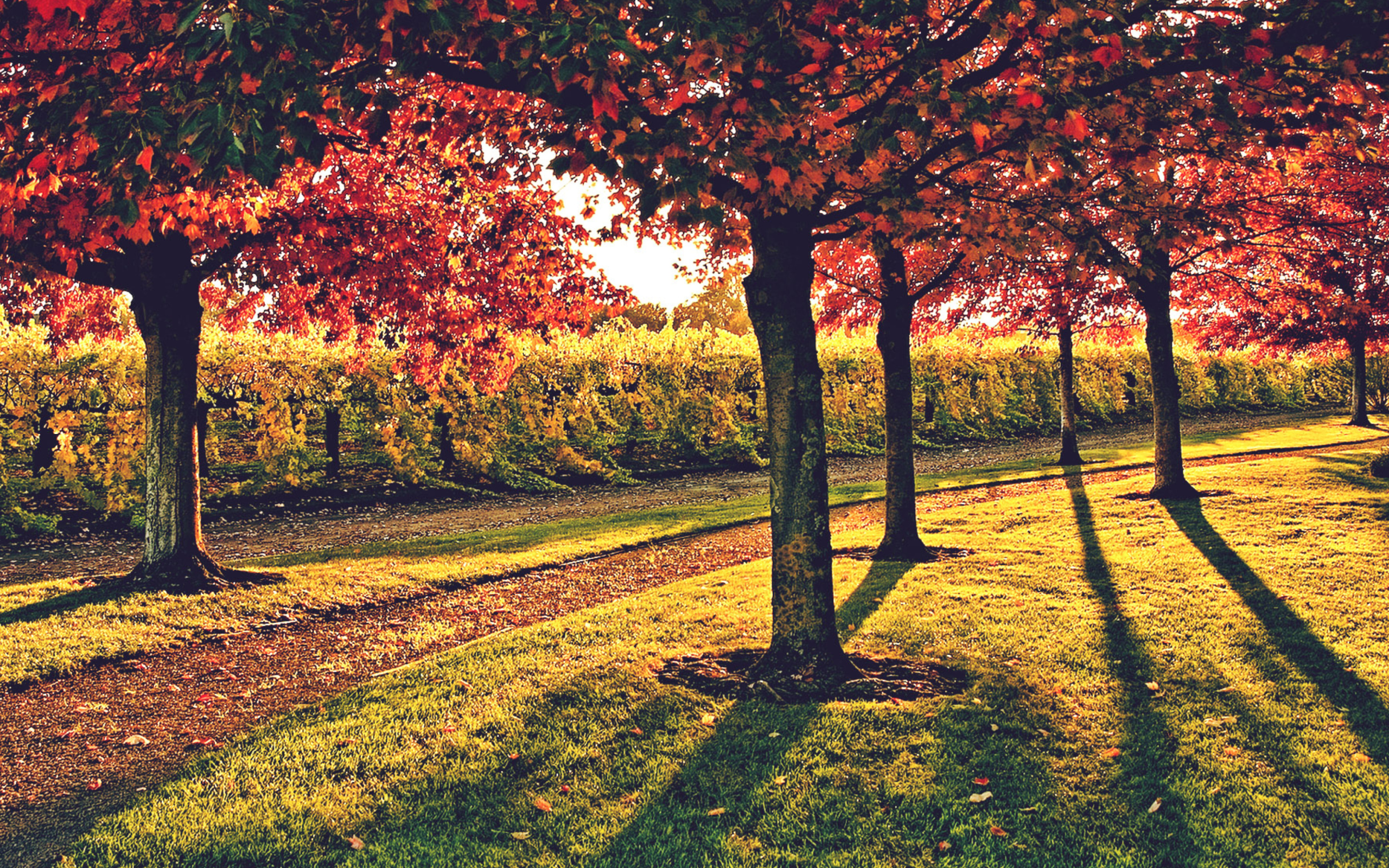 Das Vineyard In Autumn Wallpaper 2560x1600