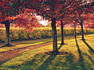 Обои Vineyard In Autumn 320x240