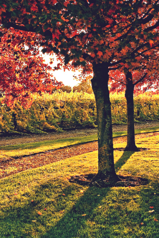 Обои Vineyard In Autumn 320x480