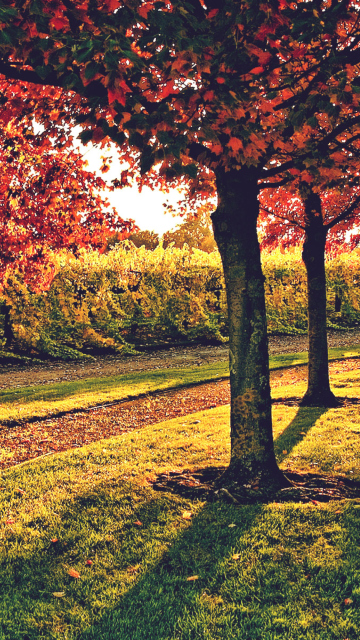 Vineyard In Autumn wallpaper 360x640