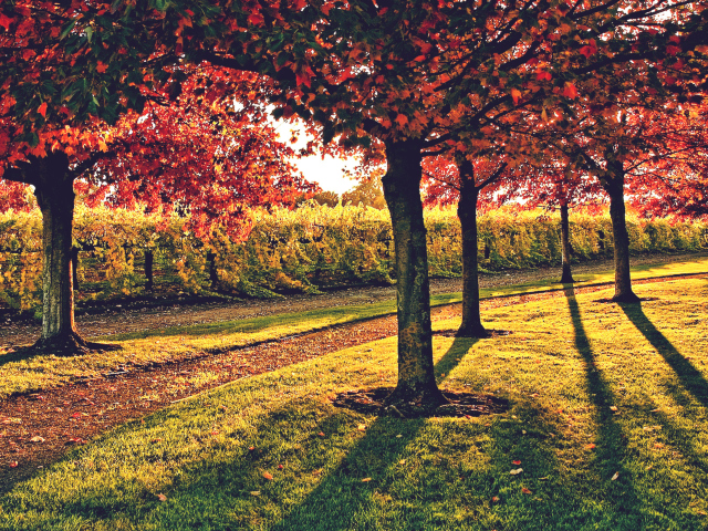 Das Vineyard In Autumn Wallpaper 640x480