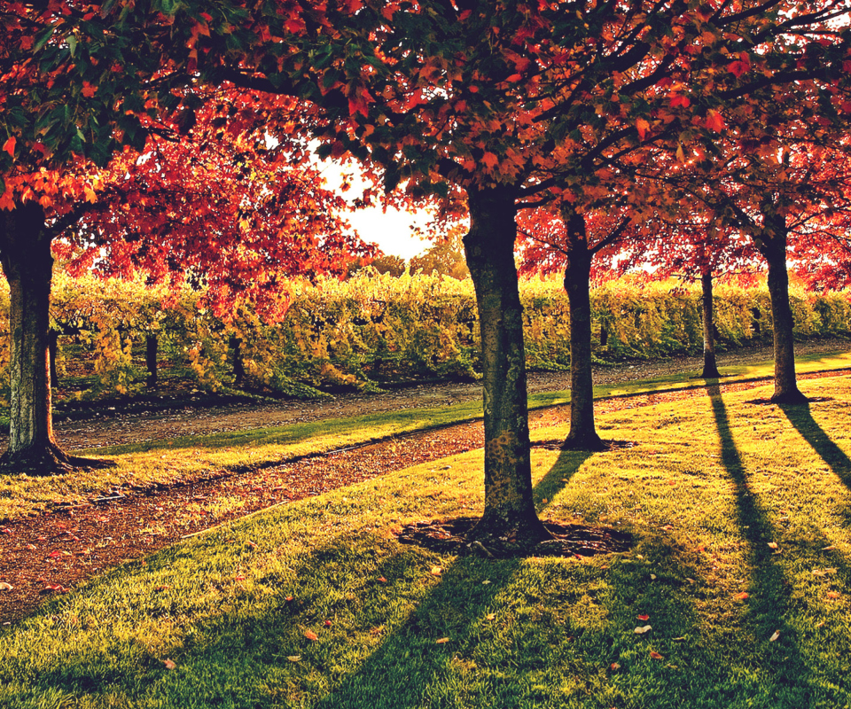 Das Vineyard In Autumn Wallpaper 960x800
