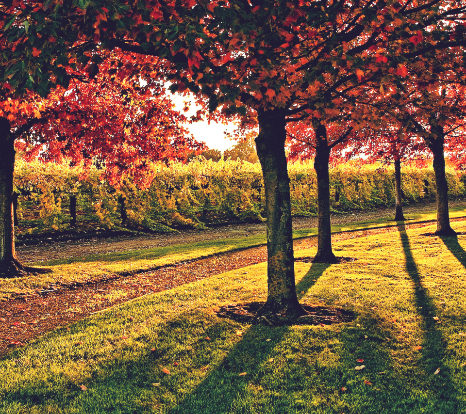 Обои Vineyard In Autumn 960x854