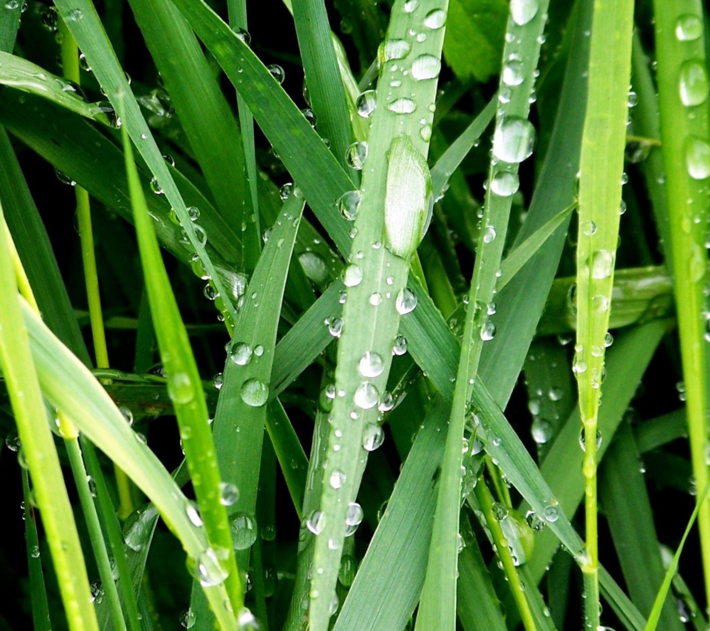 Обои Dew On Green Grass 1440x1280