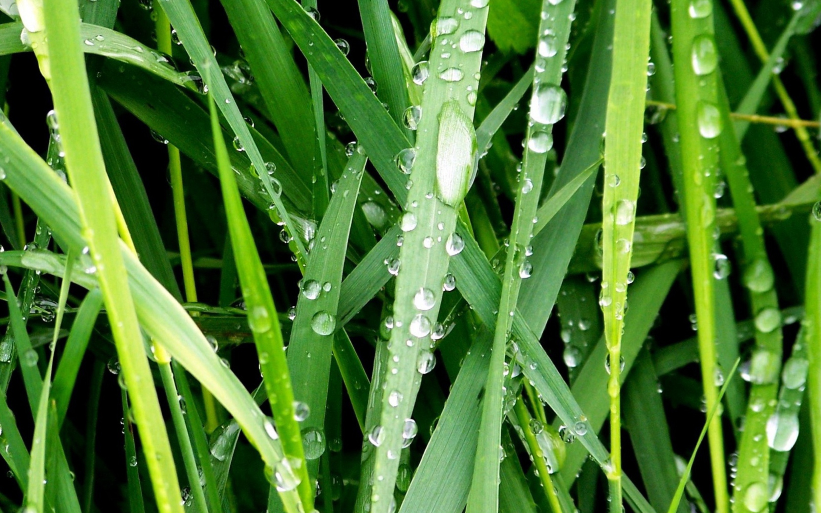 Dew On Green Grass screenshot #1 1680x1050