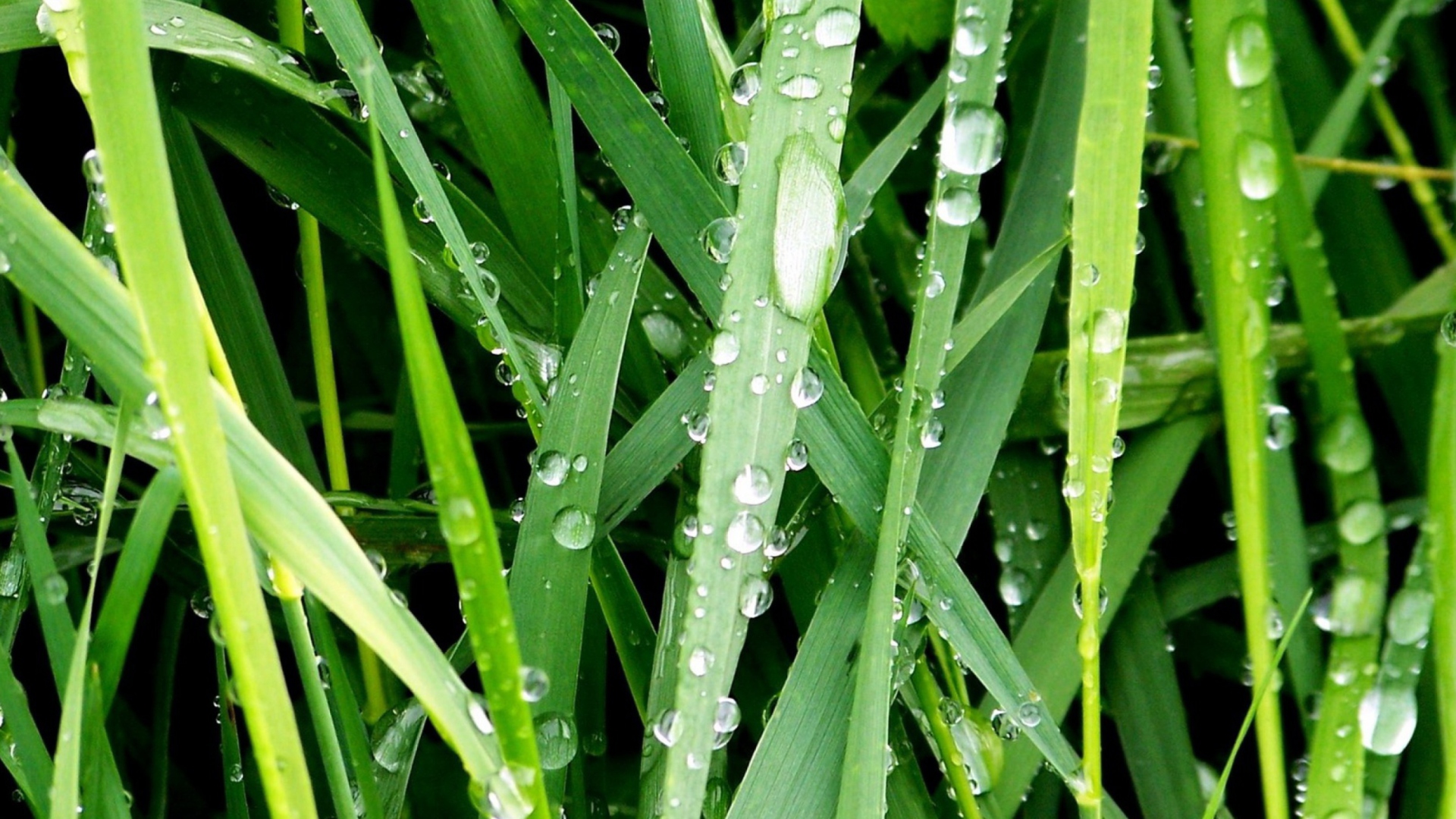 Dew On Green Grass Wallpaper for Desktop 1920x1080 Full HD