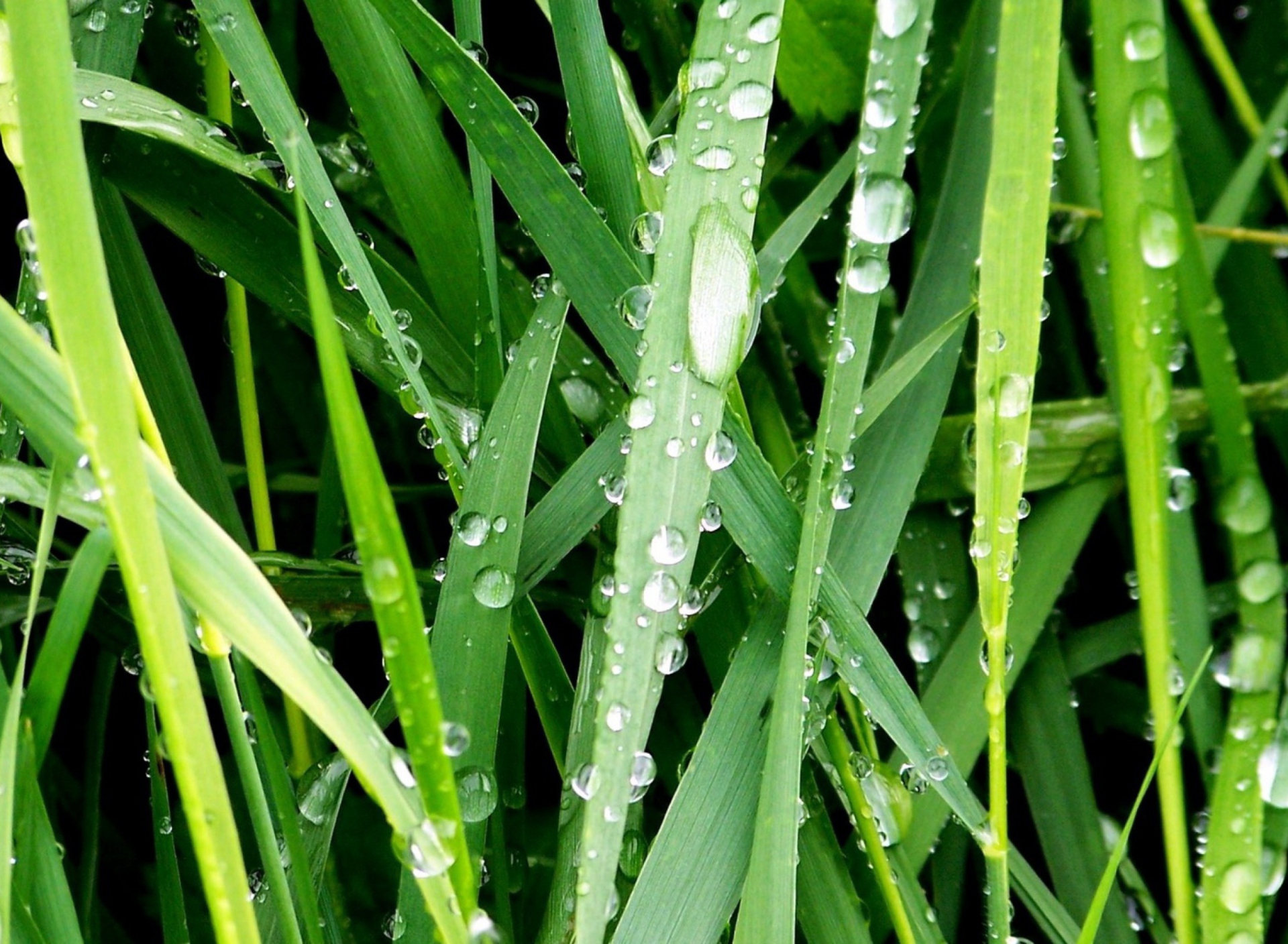 Dew On Green Grass screenshot #1 1920x1408