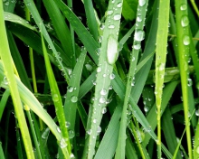Sfondi Dew On Green Grass 220x176