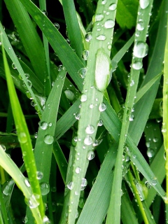 Dew On Green Grass screenshot #1 240x320