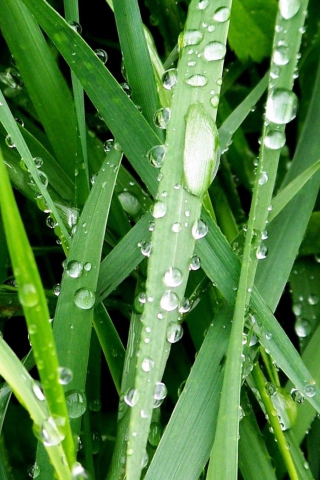 Dew On Green Grass screenshot #1 320x480