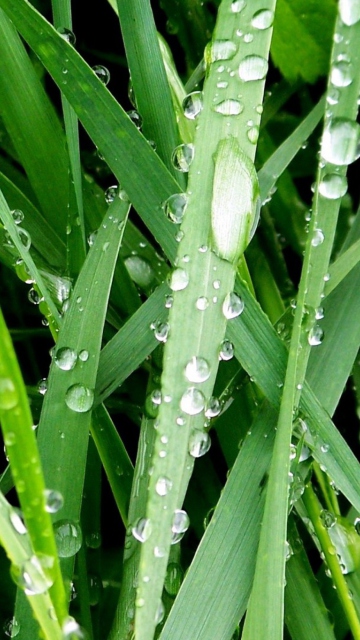 Das Dew On Green Grass Wallpaper 360x640