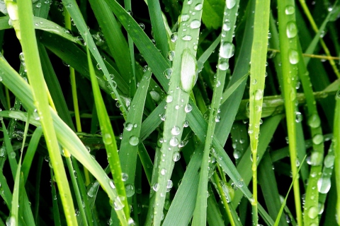 Das Dew On Green Grass Wallpaper 480x320